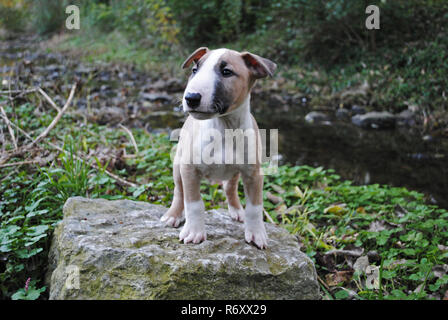 English Bull Terrier Welpe, stehend auf einem Rock Stockfoto