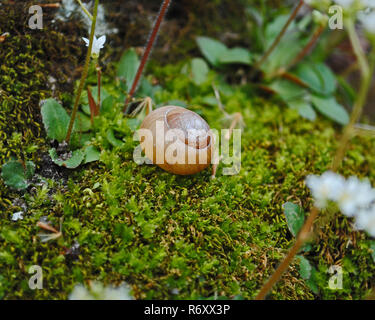 Leere Hülle im Bett von Moss Stockfoto