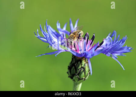 Biene auf dem Berg flockenblume Centaurea montana Stockfoto