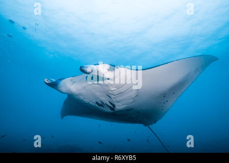 Manta Ray, Vorderansicht. Yap, Insel, die Föderierten Staaten von Mikronesien. Stockfoto
