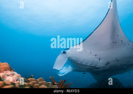 Manta Ray, Seitenansicht. Yap, Insel, die Föderierten Staaten von Mikronesien. Stockfoto