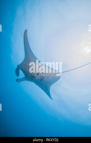 Manta Ray. Ansicht von unterhalb. Die Abdominal- schwarze Muster sind Hinweise auf individuelle Identifikation. Yap, Insel, die Föderierten Staaten von Mikronesien. Stockfoto