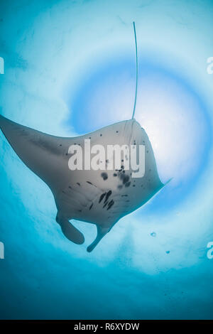 Manta Ray. Ansicht von unterhalb. Die Abdominal- schwarze Muster sind Hinweise auf individuelle Identifikation. Yap, Insel, die Föderierten Staaten von Mikronesien. Stockfoto