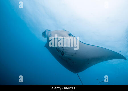 Manta Ray mit hellen Meer Oberfläche. Yap, Insel, die Föderierten Staaten von Mikronesien. Stockfoto