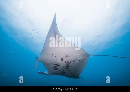 Manta Ray mit hellen Meer Oberfläche. Yap, Insel, die Föderierten Staaten von Mikronesien. Stockfoto