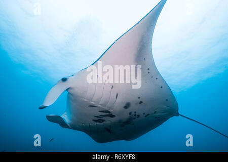 Manta Ray mit hellen Meer Oberfläche. Yap, Insel, die Föderierten Staaten von Mikronesien. Stockfoto