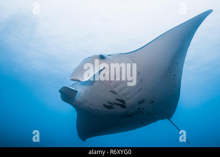Manta Ray mit hellen Meer Oberfläche. Yap, Insel, die Föderierten Staaten von Mikronesien. Stockfoto