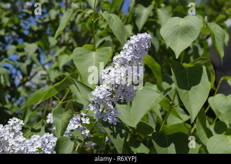 Lila Blumen auf den Zweigen. Schönen Lila Lila Blumen im Freien. Stockfoto