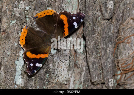 Red Admiral, Vanessa atalanta Stockfoto