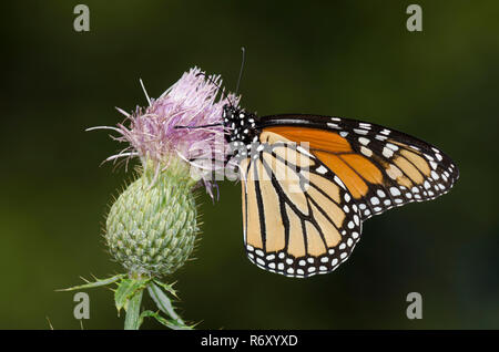 Monarch Danaus plexippus, nectaring von Distel, Cirsium sp. Stockfoto