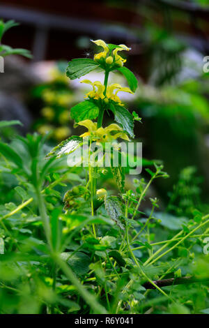 Golden deadnettle, gemeinsame golden Nettle (Lamium galeobdolon) Stockfoto