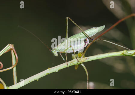 Bush, Katydid Scudderia sp., Weiblich Stockfoto