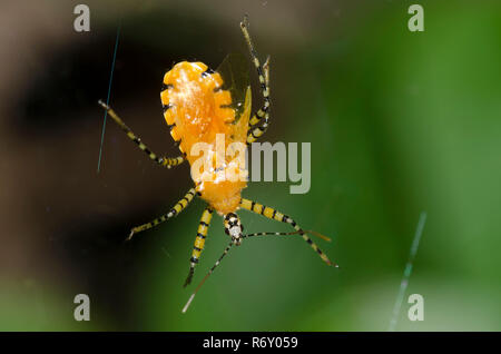 Assassin Bug, Pselliopus barberi, im Spinnennetz gefangen Stockfoto