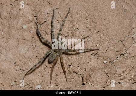 Thinlegged Wolf Spider, Pardosa sp., mit drei regeneriert Beine Stockfoto