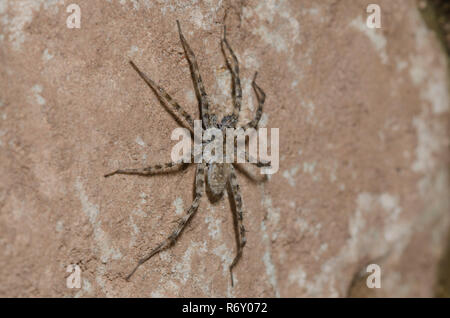Thinlegged Wolf Spider, Pardosa sp. Stockfoto