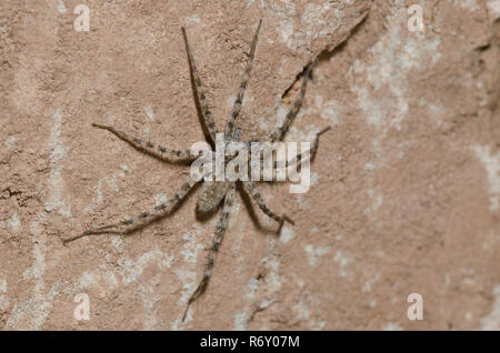 Thinlegged Wolf Spider, Pardosa sp. Stockfoto