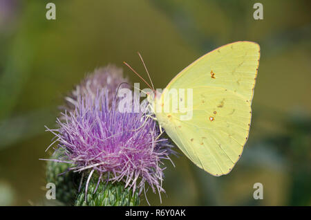 Wolkenlosen Schwefel, Phoebis sennae, männliche nectaring von Distel, Cirsium sp. Stockfoto