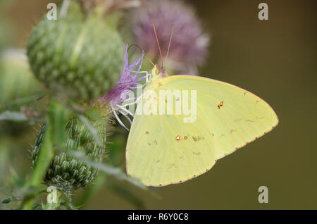 Wolkenlosen Schwefel, Phoebis sennae, männliche nectaring von Distel, Cirsium sp. Stockfoto