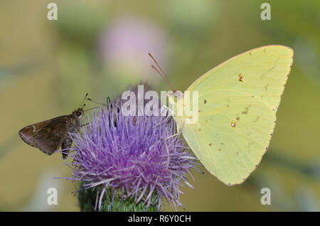 Wolkenlosen Schwefel, Phoebis sennae, männlich und Trübte Skipper, Lerema nectaring Accius, von Distel, Cirsium sp. Stockfoto