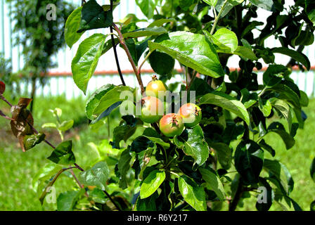 Unreife grüne Äpfel auf einen jungen Baum Stockfoto