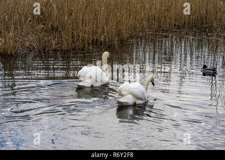 Ein paar eleganten weißen Schwänen (Cygnus olor) auf einem Teich. Stockfoto