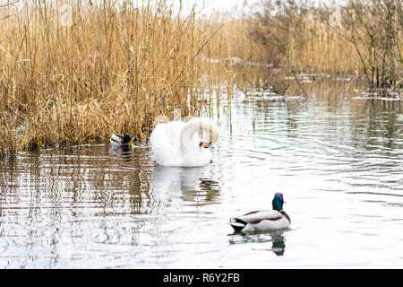 Eleganten weißen Schwan (Cygnus olor) wird durch wilde Enten schwimmen im Teich umgeben. Stockfoto