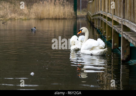 Ein paar eleganten weißen Schwänen (Cygnus olor) auf einem Teich. Stockfoto
