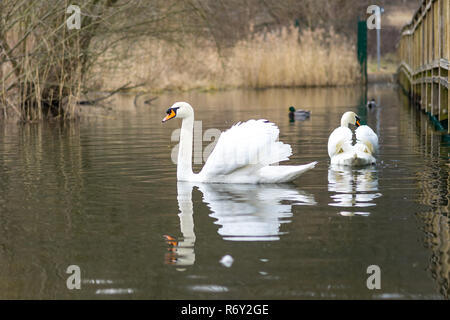 Ein paar eleganten weißen Schwänen (Cygnus olor) auf einem Teich. Stockfoto