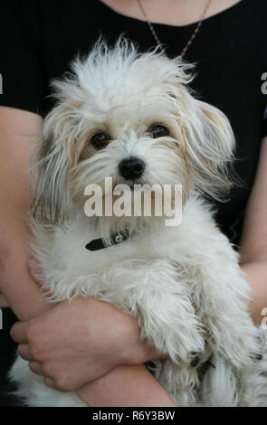 Porträt einer kleinen weißen Hund close-up in den Händen der Gastgeberin. Stockfoto