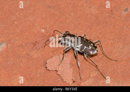 Oblique gesäumten Tiger Beetle, Cicindela tranquebarica Stockfoto