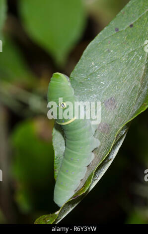 Östlicher Tigerschwanzschwanz, Pterourus glaucus, Raupe auf grüner Asche, Fraxinus pennsylvanica Stockfoto