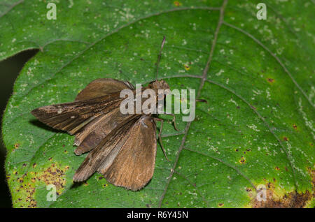 Gemeinsame Roadside-Skipper, Amblyscirtes vialis Stockfoto