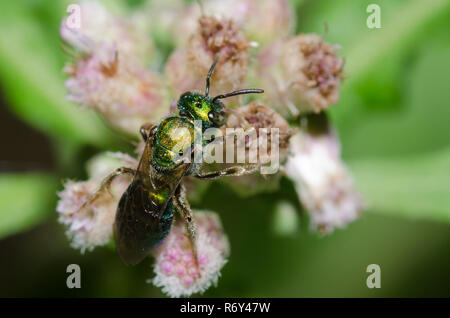 Reines Grün Augochlora, Augochlora Pura, eine Art von Schweiß Biene, auf saltmarsh Berufskraut, Pluchea odorata Stockfoto