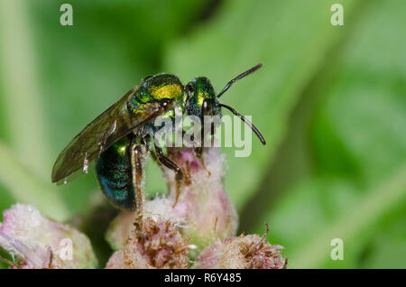 Reines Grün Augochlora, Augochlora Pura, eine Art von Schweiß Biene, auf saltmarsh Berufskraut, Pluchea odorata Stockfoto