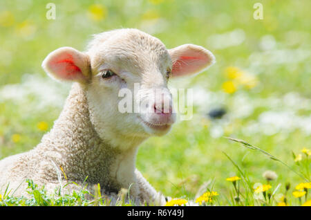 Niedliches kleines Lamm auf Kamera in einer Wiese Stockfoto