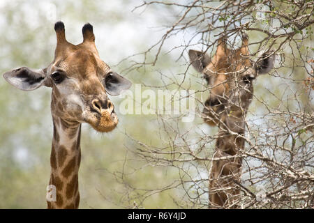 Porträt von zwei wilden Giraffen Essen acacia Niederlassungen in Kruger Park, Südafrika Stockfoto