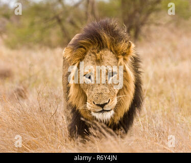 Eine wilde männliche Löwe ist zu Fuß in das Gras, Krüger, Südafrika Stockfoto