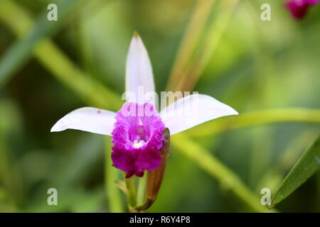 Bambus Orchidee im sinharaja Dschungel von Sri Lanka Stockfoto