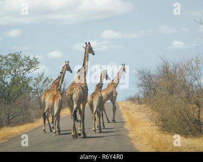 Eine Gruppe von wilden Giraffen wandern auf der Straße im Krüger Nationalpark, Südafrika Stockfoto