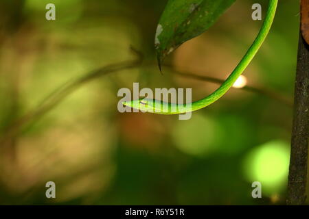 Peitsche Schlange oder Baum Sniffer im sinharaja Wäldern von Sri Lanka Stockfoto