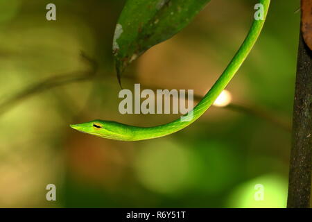 Peitsche Schlange oder Baum Sniffer im sinharaja Wäldern von Sri Lanka Stockfoto