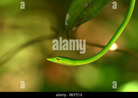 Peitsche Schlange oder Baum Sniffer im sinharaja Wäldern von Sri Lanka Stockfoto