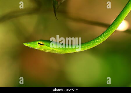 Peitsche Schlange oder Baum Sniffer im sinharaja Wäldern von Sri Lanka Stockfoto