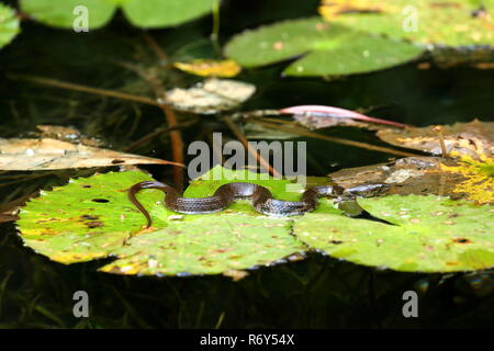 Schlange Sonnen in Sinharaja Forest in Sri Lanka Stockfoto