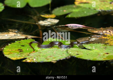 Schlange Sonnen in Sinharaja Forest in Sri Lanka Stockfoto