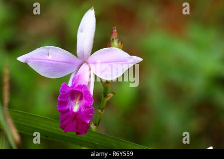 Bambus Orchidee im sinharaja Dschungel von Sri Lanka Stockfoto