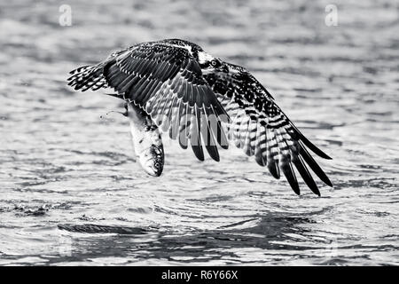 Osprey Start VIII Stockfoto