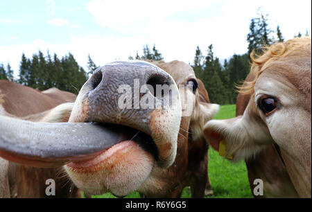 Lustige Kuh Foto einer Kuh heraus Ihre Zunge Stockfoto