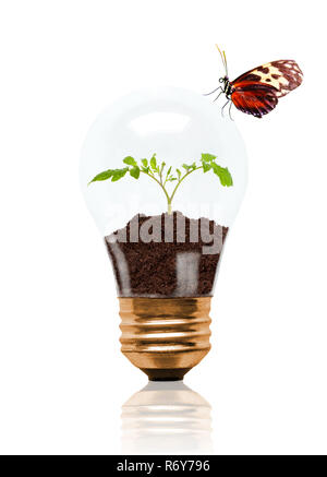 Setzling, der aus dem Boden innen Glühlampe mit Schmetterling auf Außen. Konzept des neuen Lebens oder Anfang; Umweltschutz, Ökologie Stockfoto