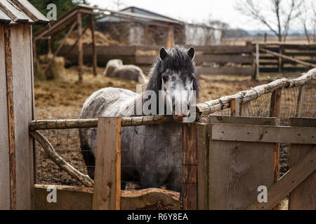 Grau Pony in den Käfig Stockfoto